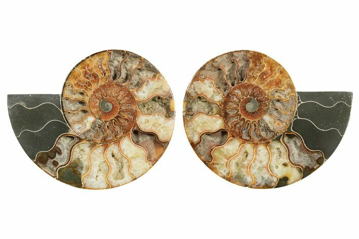 Cut & Polished, Crystal-Filled Ammonite Fossil - Madagascar #296402